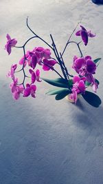 Close-up of pink flowers