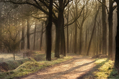 Road amidst trees in forest