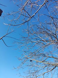 Low angle view of bare tree against clear blue sky