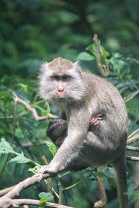 Monkey sitting in a forest