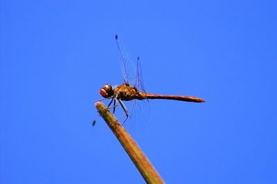 Close-up of dragonfly on plant against blue sky