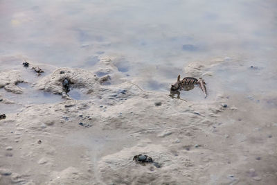 Close-up of crab