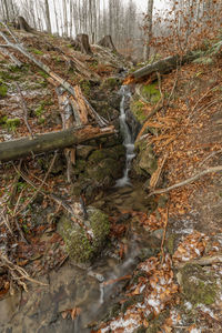 Stream flowing through rocks in forest