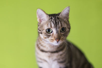 Close-up portrait of tabby cat against green background