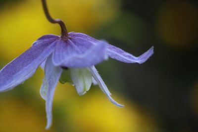 Close-up of purple flower