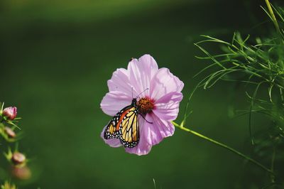 Monarch butterfly on purple cosmos flower