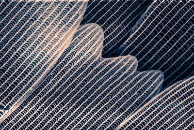 Electron microscope image of butterfly wing at 5000x magnification, revealing scale microstructure .