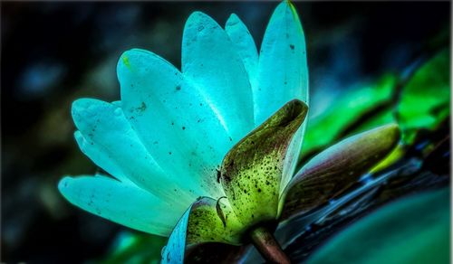 Close-up of succulent plant