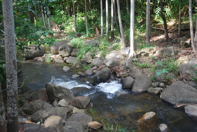 Scenic view of waterfall in forest