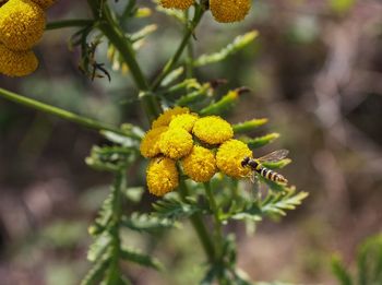 Close-up of yellow flowering plant