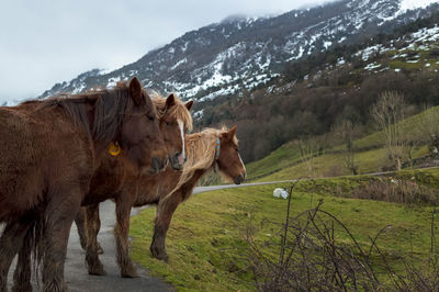 Horses in a field