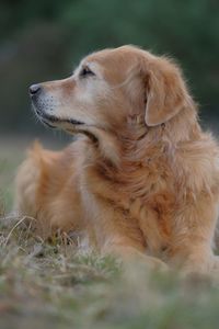 Close-up of dog looking away