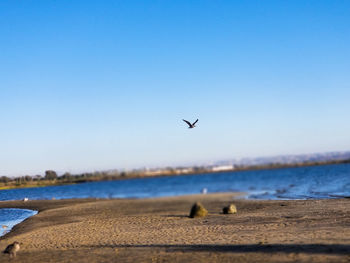 Seagulls flying over sea against clear sky
