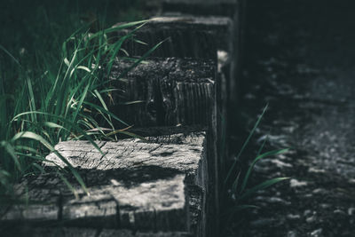 Close-up of log on field in forest