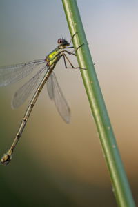 Close-up of damselfly on plant