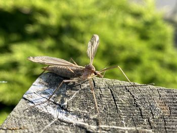 Close-up of insect on wood