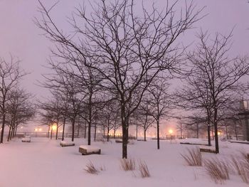 Trees on snow covered landscape at night