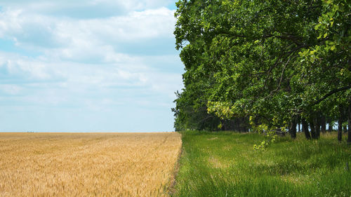 Scenic view of agricultural field against sky