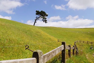 Horse grazing on field against sky