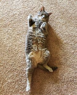 High angle portrait of cat sitting