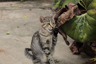 Portrait of a cat