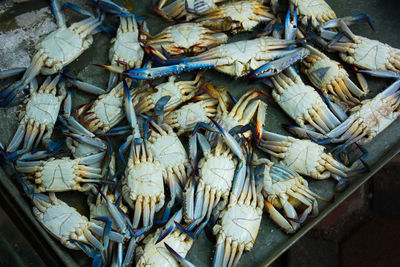 High angle view of crab for sale at market