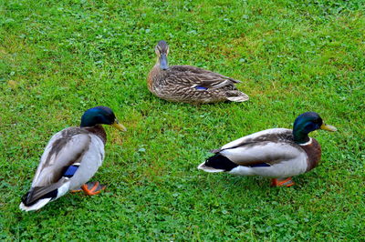 Mallard duck on field