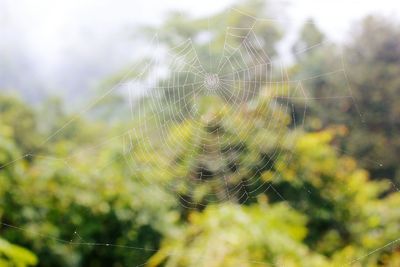 Close-up of spider web against blurred background