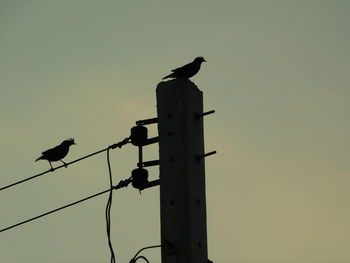 Silhouette bird perching on pole against clear sky