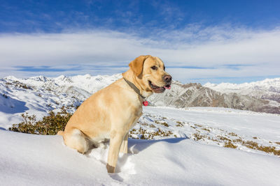 Dog on snow covered landscape against sky