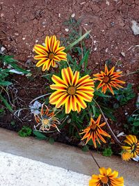 High angle view of yellow flowering plant