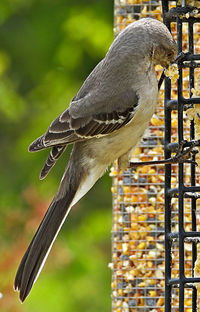 Close-up of bird eating food