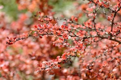 Close-up of pink flowers on tree