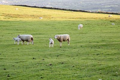 Sheep grazing in a field