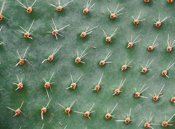 Full frame shot of cactus