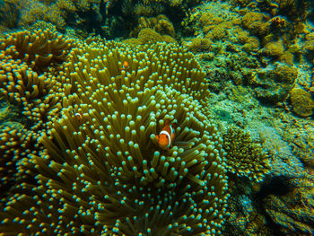 View of fish swimming in sea