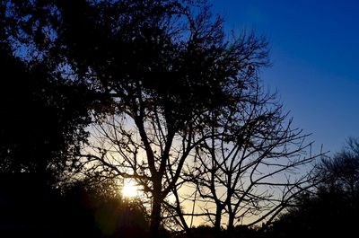 Silhouette of trees at sunset