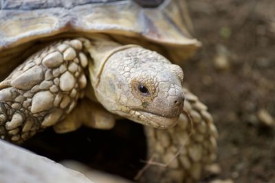 Close-up of tortoise