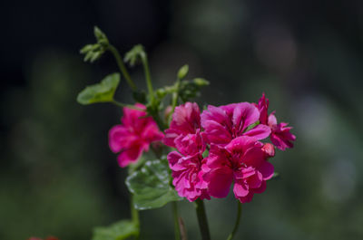 Close-up of pink flowering plant