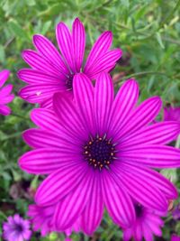 Close-up of pink flower blooming outdoors