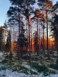 Trees in forest against sky during winter