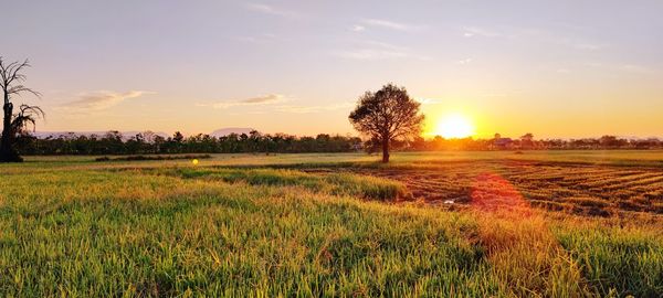 Scenic view of field against sky during sunset