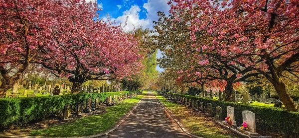 Cherry blossoms in park during autumn