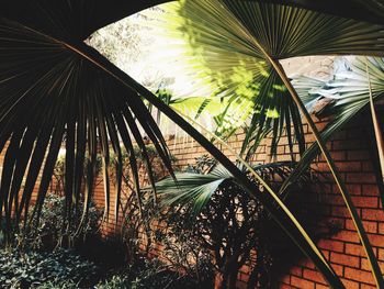 Low angle view of palm trees