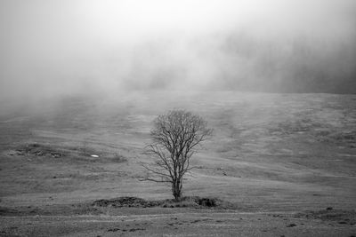 Bare trees on field during foggy weather