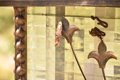 Close-up of horse in glass window