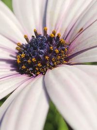 Close-up of fresh white flower