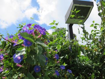 Low angle view of plants against sky