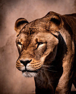 Close-up of a cat looking away