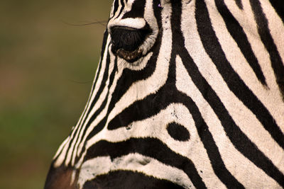 Close-up of a zebra